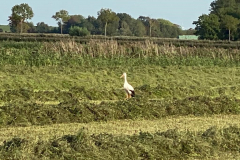 Wiese-mit-Storch